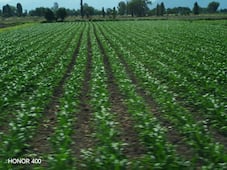 Con incertidumbre inicia el ciclo primavera-verano para el sector agrícola en Hidalgo 