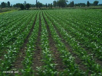 Con incertidumbre inicia el ciclo primavera-verano para el sector agrícola en Hidalgo