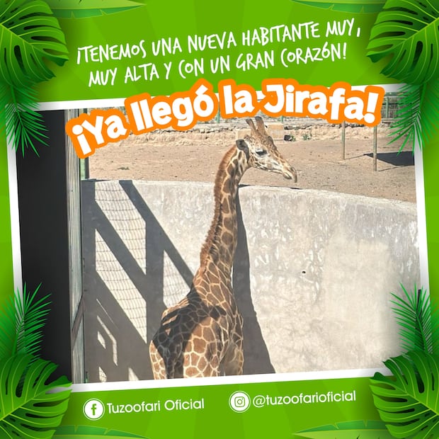 Facebook: Tuzoofari Oficial