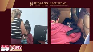 Mono araña deambulaba en azotea de Actopan; autoridades lo rescatan y detienen a dos personas