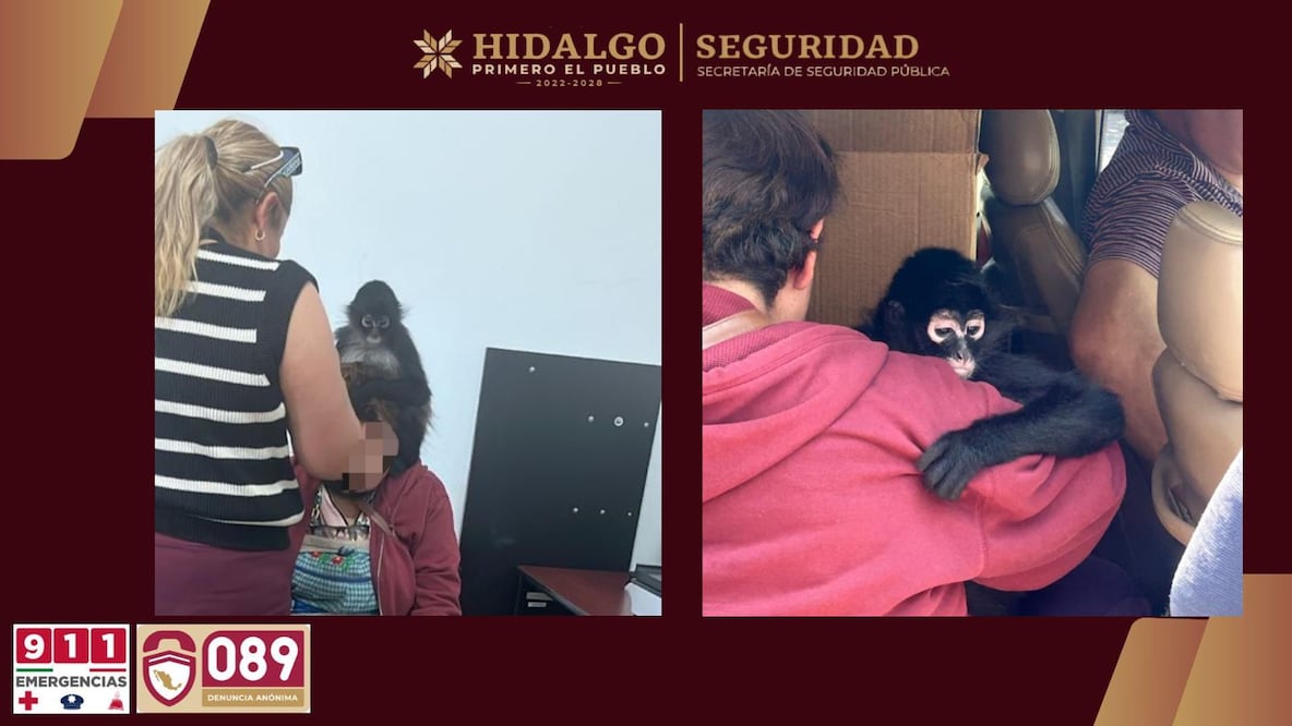 Rescatan a un mono araña que deambulaba en una azotea en Actopan | Fotos: SSPH