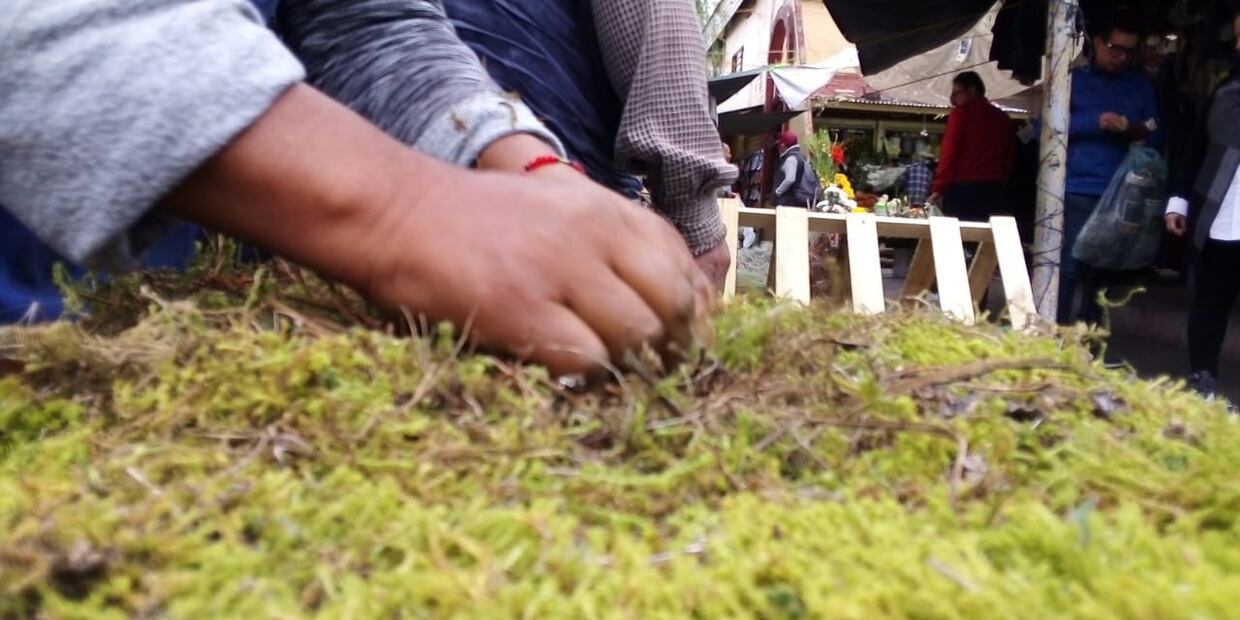Comerciantes ofrecen en musgo para nacimientos pese a estar prohibido | Foto: Arturo Torres