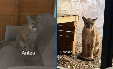 Profepa salvó a puma en operativo de protección a la vida silvestre
