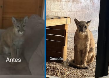Profepa salvó a puma en operativo de protección a la vida silvestre