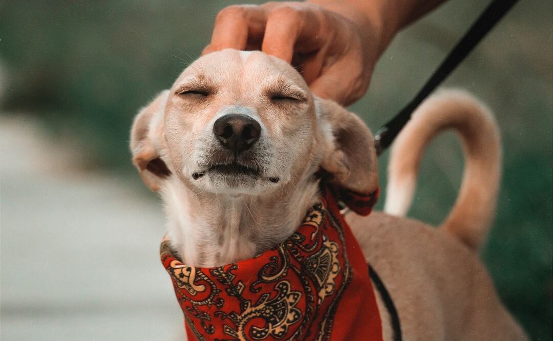 ¡Ixmiquilpan necesita un reglamento de protección animal ya! Foto: Studio Mexico