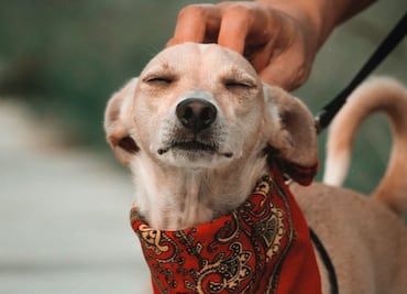 Urgen en Ixmiquilpan aprobación de reglamento para protección animal