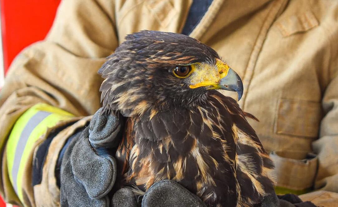 Foto: FB Protección Civil