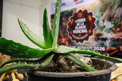 Ajacuba alista tres días dedicados a la medicina tradicional y el turismo de bienestar