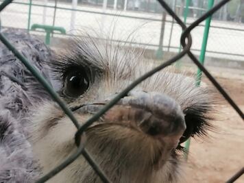 Llegan más de 300 aves a resguardo del zoológico de Tulancingo