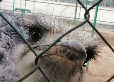 Llegan más de 300 aves a resguardo del zoológico de Tulancingo