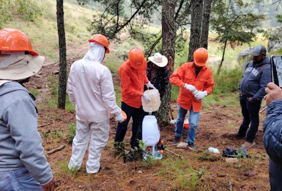 Sanean más de 200 hectáreas de bosque en el ejido Tulancingo I Foto: Especial
