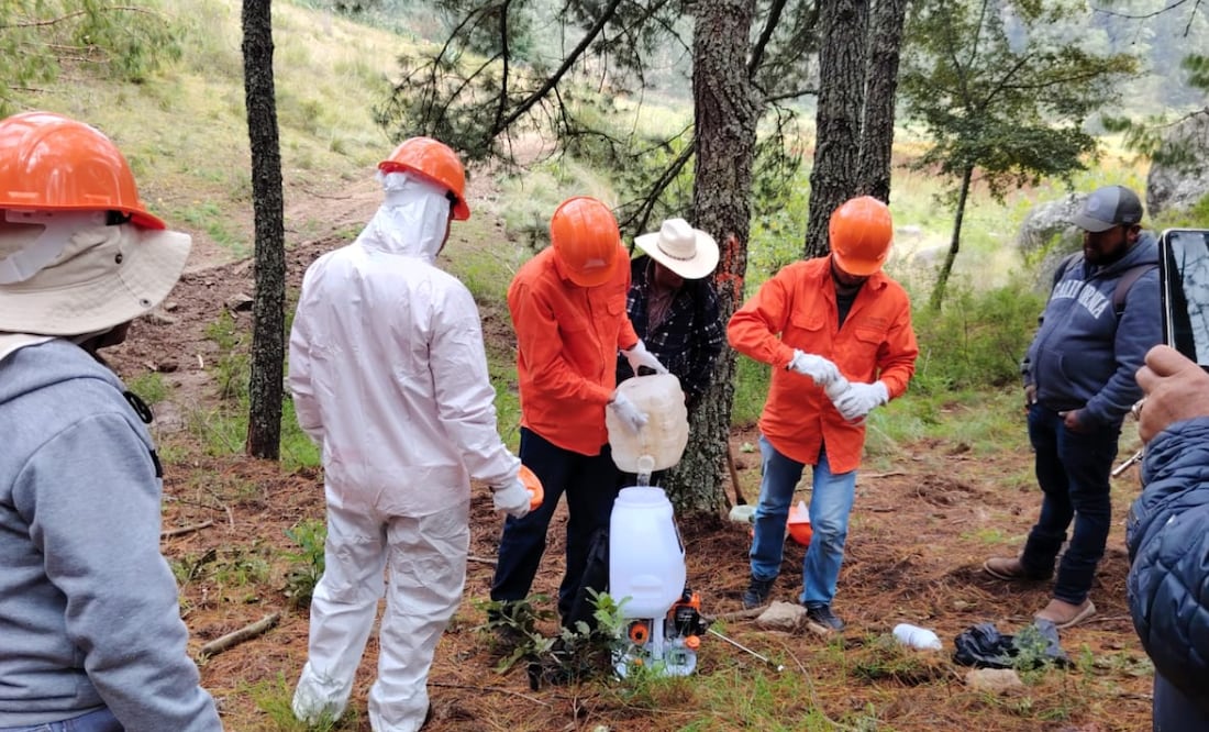 Sanean más de 200 hectáreas de bosque en el ejido Tulancingo I Foto: Especial