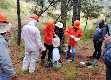 Sanean 200 hectáreas del Ejido Tulancingo para controlar plaga forestal