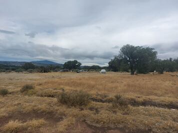 Descubren a canes comiendo restos humanos en Zempoala