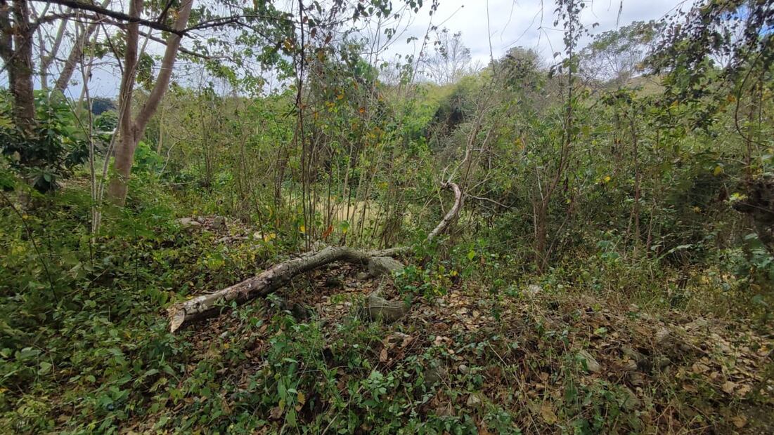 Vecinos denuncian daño a áreas reforestadas en fraccionamiento de Huejutla | Foto: Especial