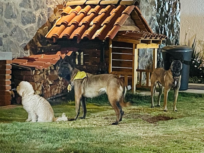 Opción rústica y amigable con las mascotas: Cabañas Boutique Villaseñor | Facebook: Cabañas Boutique Villaseñor Pet and Weed Friendly