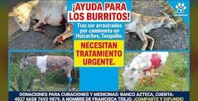 Investigan presunto caso de maltrato animal en Tasquillo; dos asnos fueron rescatados