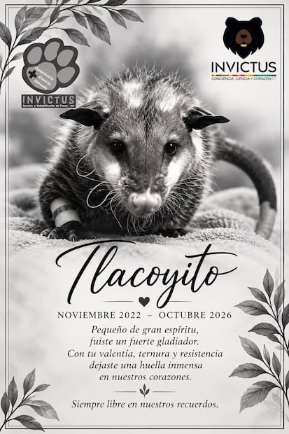 Muere Tlacoyito, el tlacuache que conquistó corazones en Pachuca | Facebook: Fundación Invictus
