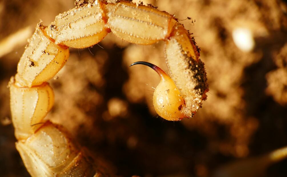 Confirman nueve casos de gusano barrenador en Hidalgo; activan cerco sanitario en siete municipios | Foto: Pexels