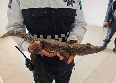 Hombre detenido por pasear un caimán en la vía pública de Tulancingo