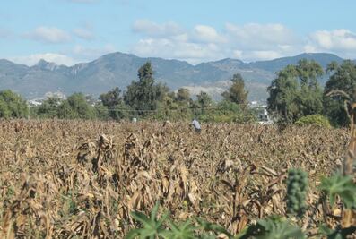 Monto del seguro agrícola catastrófico no alcanza para reinvertir