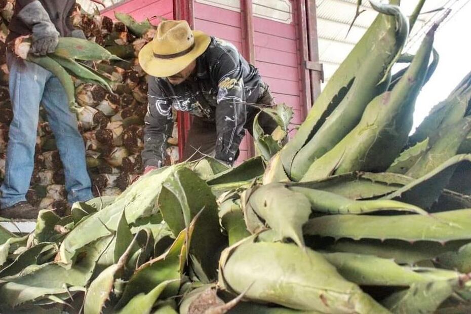 El Congreso Local someterá a revisión la Ley para el Manejo Sustentable del Maguey en Hidalgo que entró en vigor el 31 de mayo I Foto:Especial