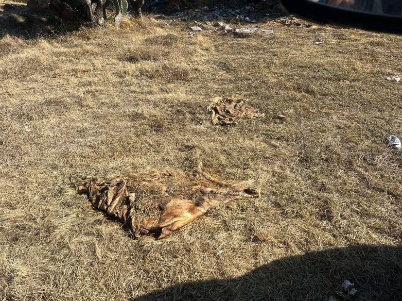Denuncian vertedero clandestino de desechos animales en Tepojaco | Foto: Especial
