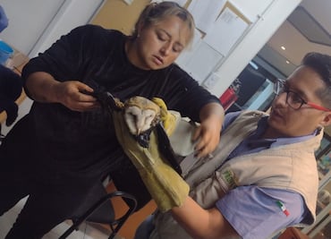 Rescatan en Cuautepec a lechuza cubierta de chapopote; ya recibe atención