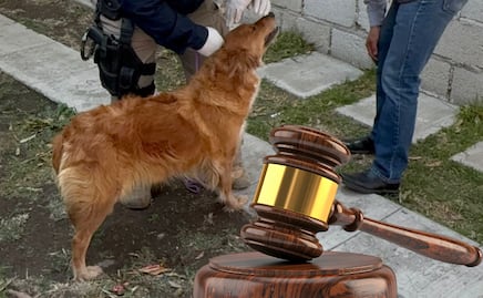 Judicializan 65 casos de maltrato animal en Hidalgo; nueve ya tienen sentencia condenatoria 
