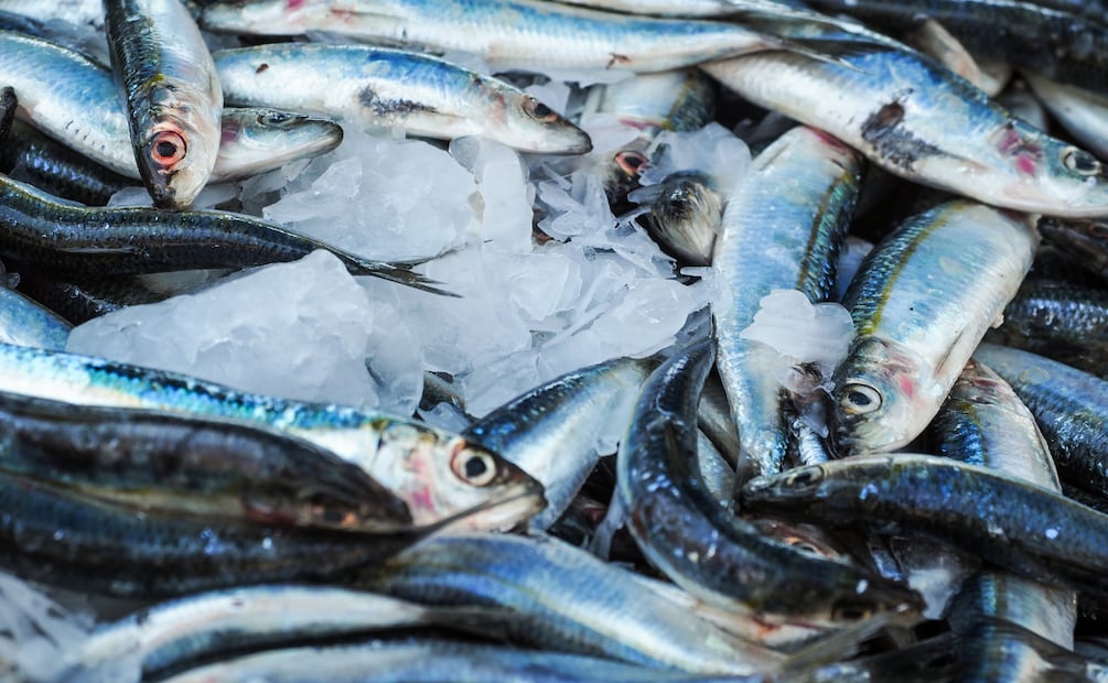 Hidalgo impulsa la inclusión con Campeonato Nacional de Pesca en Huasca | Foto: Pexels