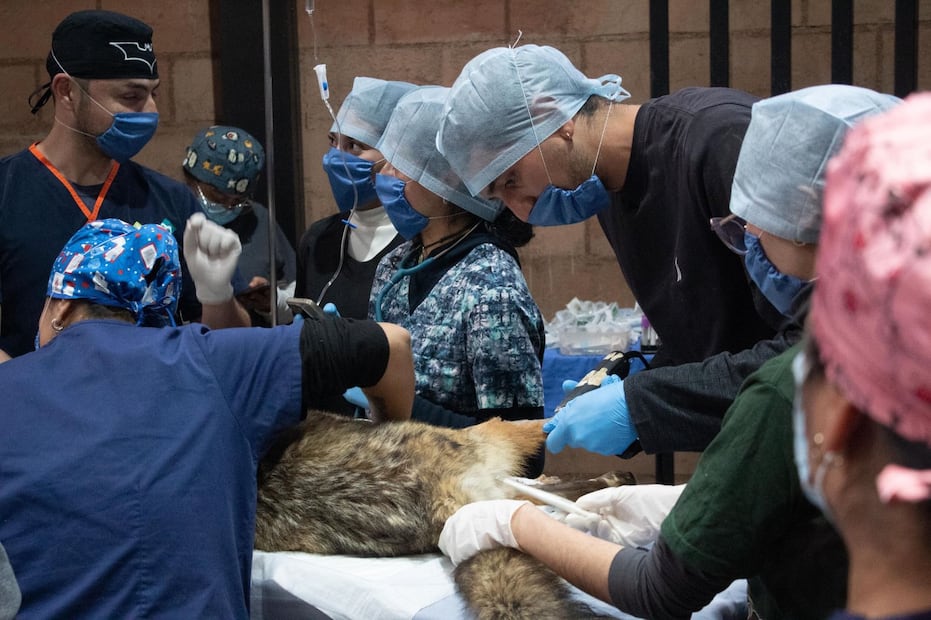 Pachuca fortalece la atención a la fauna silvestre con capacitación especializada | Foto: Unidad de Rehabilitación de Fauna