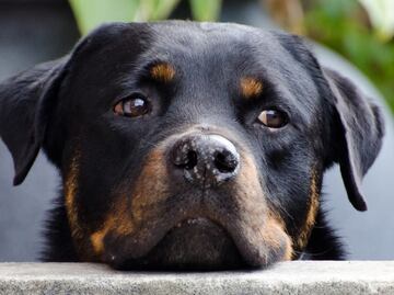 Vecinos denuncian maltrato animal en Mineral de la Reforma; autoridades llaman a reportar casos