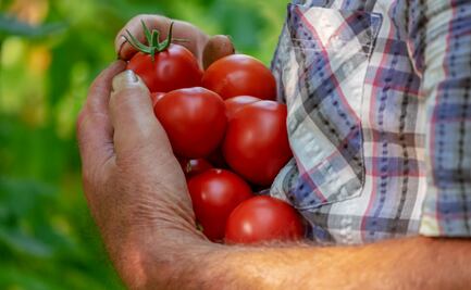 Arancel al jitomate mexicano afectará al campo hidalguense: Napoleón González