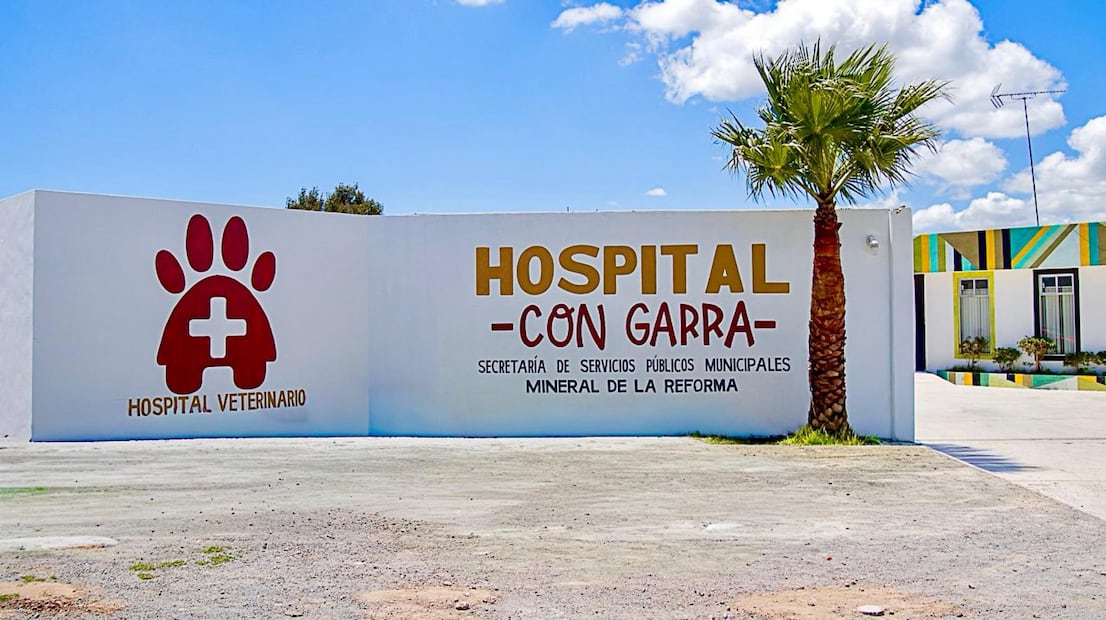 Rescatan a perro abandonado en vivienda desocupada de Mineral de la Reforma | Facebook: Lalo Medecigo