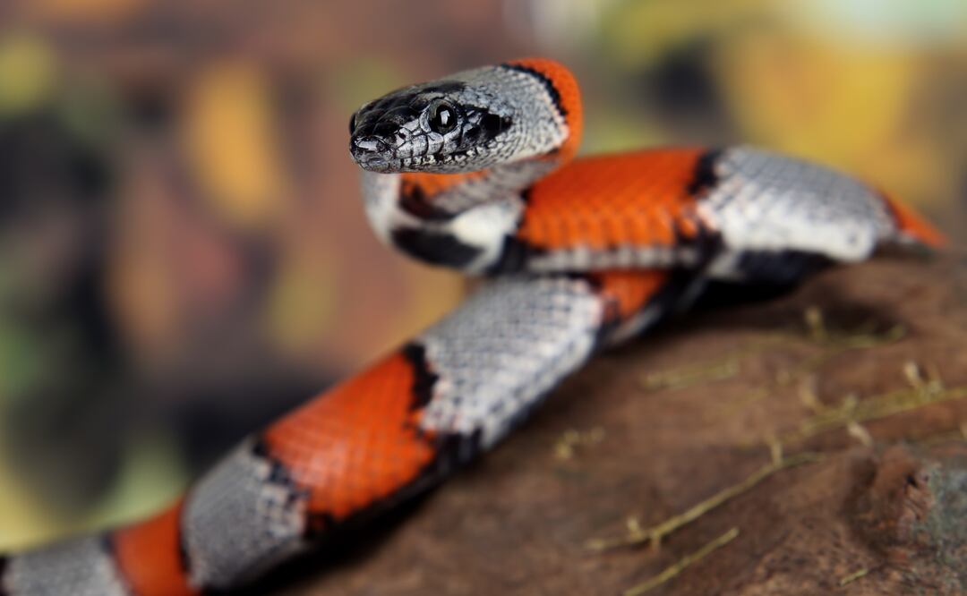 Niña es mordida por una coralillo en Yucatán | Imagen ilustrativa