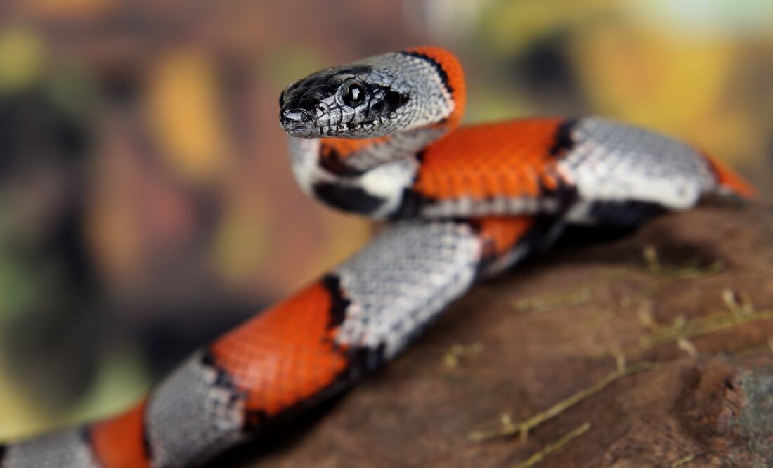 Niña es mordida por una coralillo en Yucatán | Imagen ilustrativa