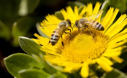 Tulancingo realizará jornada para promover el cuidado y preservación de las abejas