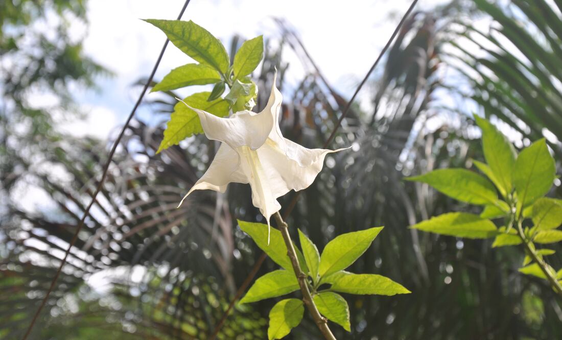 Foto: Wikimedia Commons