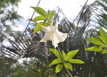 La burundanga, la droga "zombificante"