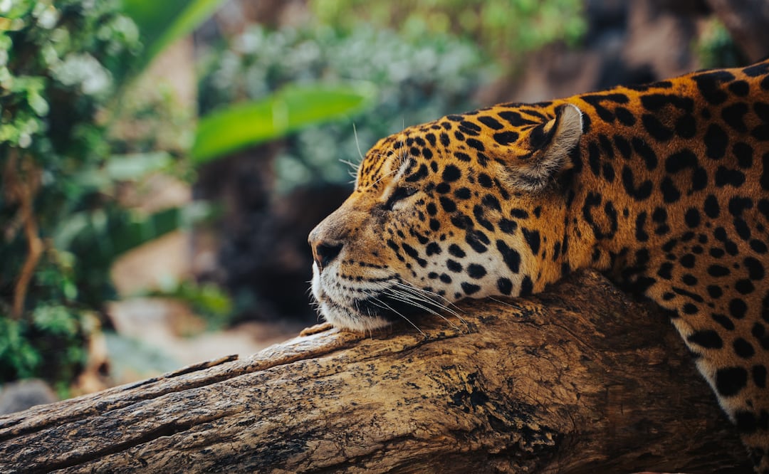 Hidalgo da un paso histórico para la protección del jaguar | Foto: Pexels