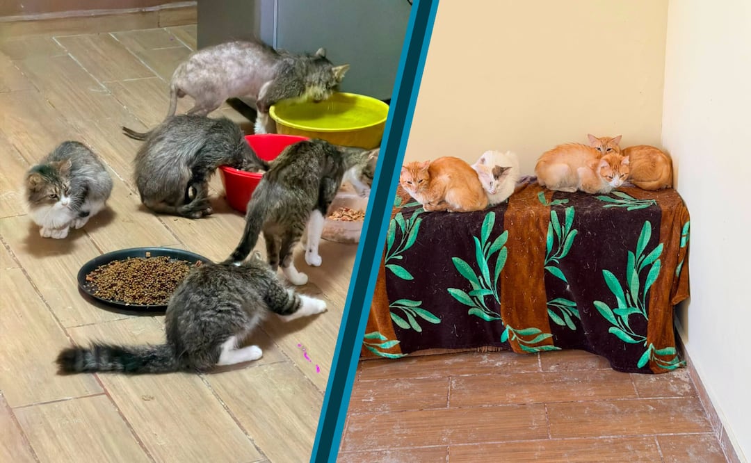 17 gatitos necesitan una nueva oportunidad | Facebook: La Jauria de Balú