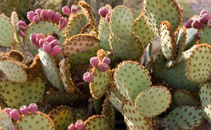 El nopal, el cactus mexicano invisible para los productores