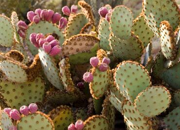 El nopal, el cactus mexicano invisible para los productores