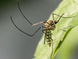 Acumuló Hidalgo 258 casos de dengue en diez meses; San Felipe Orizatlán con mayor incidencia