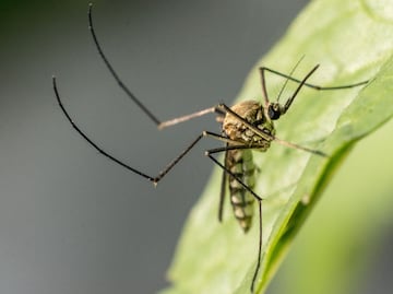 Hidalgo registra 25 nuevos casos de dengue en dos semanas