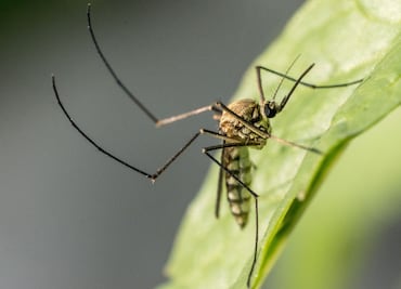 Hidalgo registra 25 nuevos casos de dengue en dos semanas