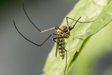 Acumuló Hidalgo 258 casos de dengue en diez meses; San Felipe Orizatlán con mayor incidencia