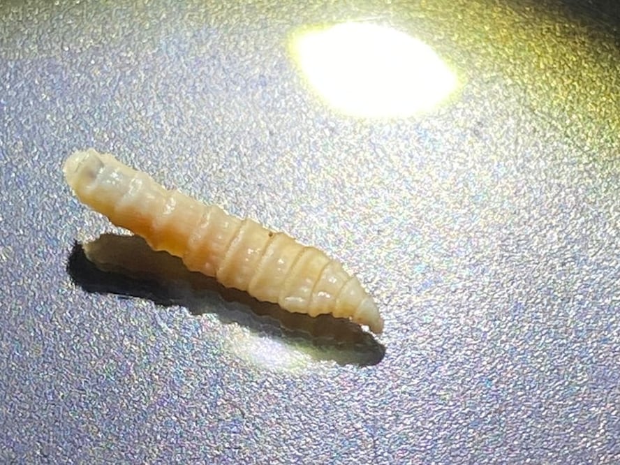 Foto: Archivo el Universal Hidalgo