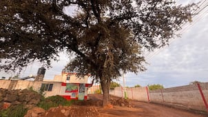 Vecinos de Cuautepec se oponen al derribo de encino de 300 años