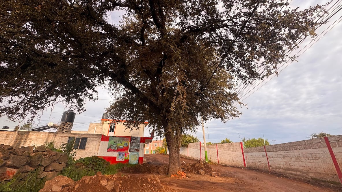 Los vecinos piden a las autoridades analizar alternativas para mantener el árbol sin afectar el proyecto de infraestructura | Foto: especial